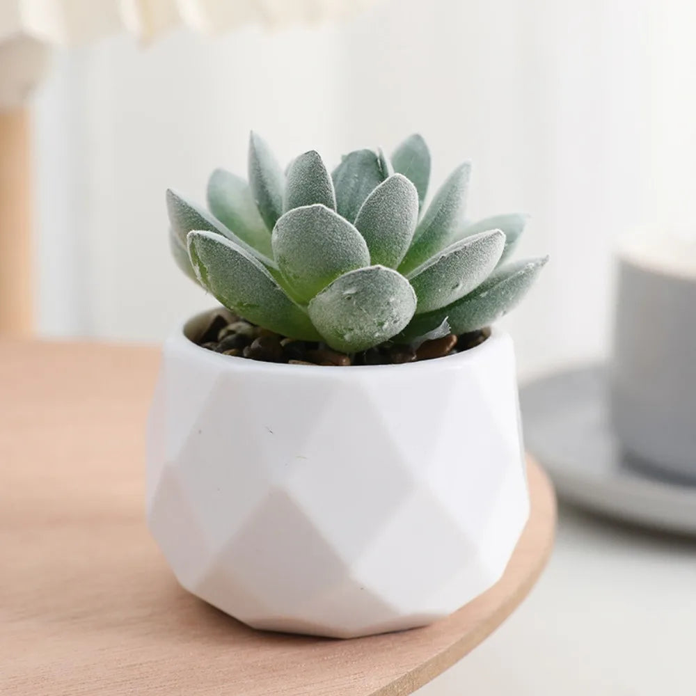 artificial succulent plants, plastic potted cactus, realistic greenery for home decor, small bonsai for indoor display, low maintenance, modern office design