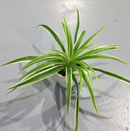 Artificial Silk Chlorophytum Branch Faux Plant for Indoor Desktop Decor, Ideal for Office, Home, and Outdoor Exhibitions - No Pot