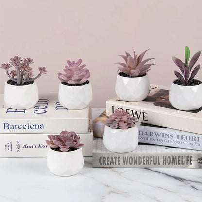 4 Assorted Echeveria Indoor Plants – Ideal for Desks, Shelves, Windowsills – Natural Air Purifiers, Lively Décor, Easy Care, PVC-Free, Home Office Display, Anniversary Gifts