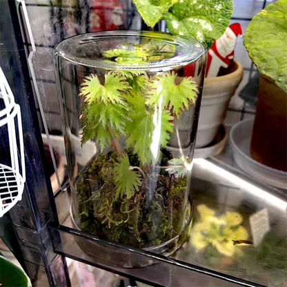 Micro Landscape Moss Bryophyte Transparent Cylinder Glass Bottles with Lid Fresh Moss Bottle Glass Terrarium Home Decoration for Tabletop or Office Display