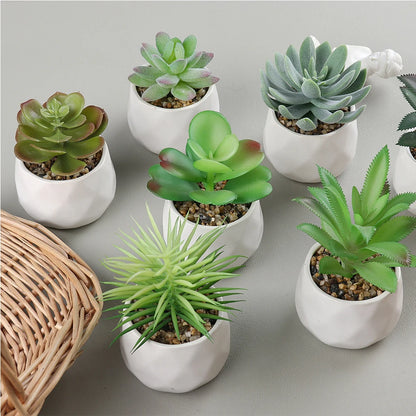 4 Assorted Echeveria Indoor Plants – Ideal for Desks, Shelves, Windowsills – Natural Air Purifiers, Lively Décor, Easy Care, PVC-Free, Home Office Display, Anniversary Gifts