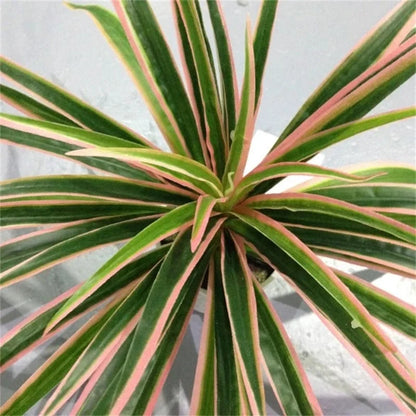 Artificial Silk Chlorophytum Branch Faux Plant for Indoor Desktop Decor, Ideal for Office, Home, and Outdoor Exhibitions - No Pot