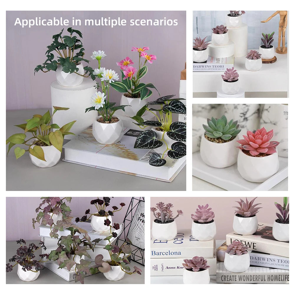 4 assorted echeveria indoor plants – ideal for desks, shelves, windowsills – natural air purifiers, lively décor, easy care, pvc-free, home office display, anniversary gifts