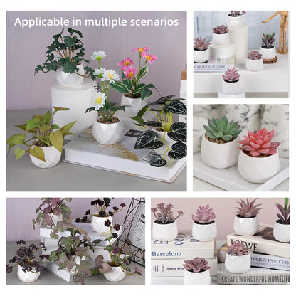 4 Assorted Echeveria Indoor Plants – Ideal for Desks, Shelves, Windowsills – Natural Air Purifiers, Lively Décor, Easy Care, PVC-Free, Home Office Display, Anniversary Gifts