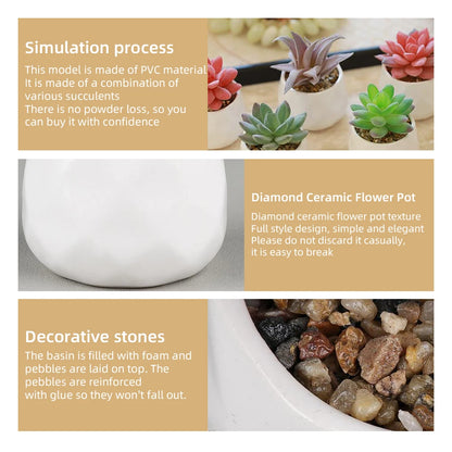 4 Assorted Echeveria Indoor Plants – Ideal for Desks, Shelves, Windowsills – Natural Air Purifiers, Lively Décor, Easy Care, PVC-Free, Home Office Display, Anniversary Gifts