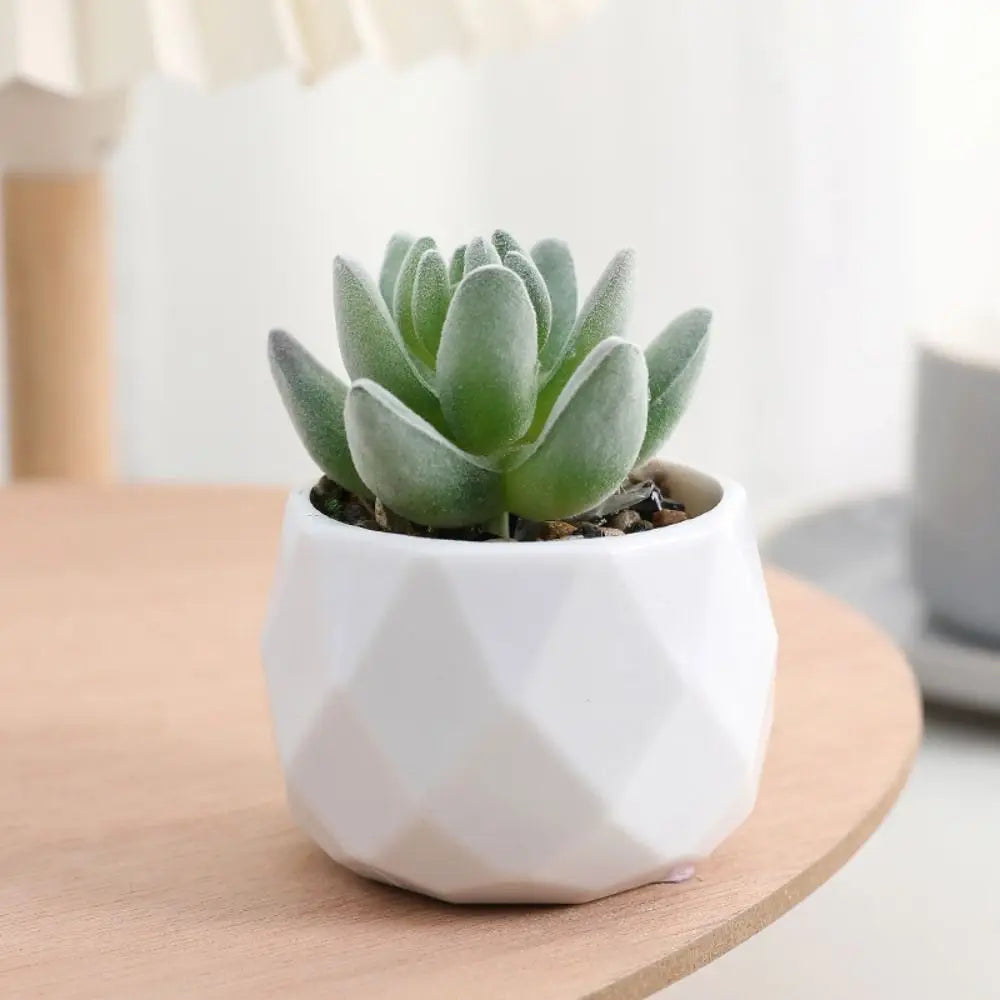 artificial succulent plants, plastic potted cactus, realistic greenery for home decor, small bonsai for indoor display, low maintenance, modern office design