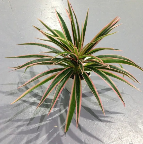 artificial silk chlorophytum branch faux plant for indoor desktop decor, ideal for office, home, and outdoor exhibitions - no pot