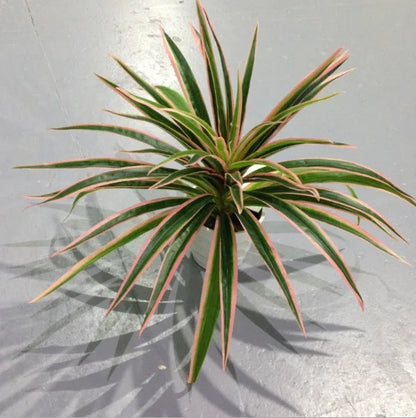 Artificial Silk Chlorophytum Branch Faux Plant for Indoor Desktop Decor, Ideal for Office, Home, and Outdoor Exhibitions - No Pot