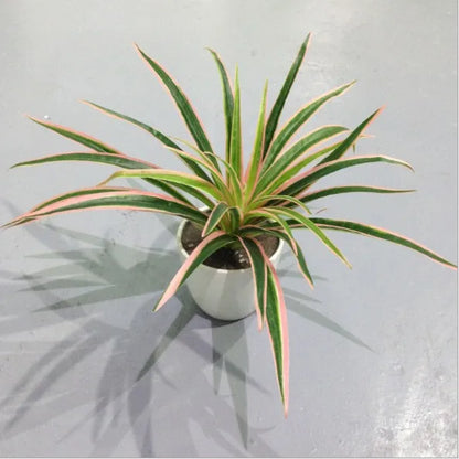 Artificial Silk Chlorophytum Branch Faux Plant for Indoor Desktop Decor, Ideal for Office, Home, and Outdoor Exhibitions - No Pot