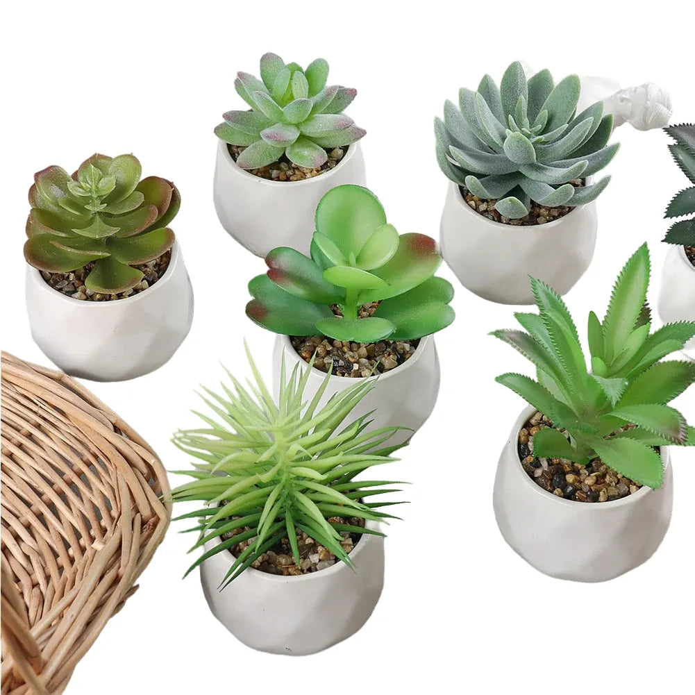 4 assorted echeveria indoor plants – ideal for desks, shelves, windowsills – natural air purifiers, lively décor, easy care, pvc-free, home office display, anniversary gifts