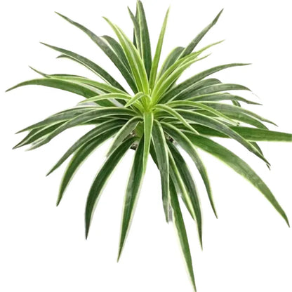 Artificial Silk Chlorophytum Branch Faux Plant for Indoor Desktop Decor, Ideal for Office, Home, and Outdoor Exhibitions - No Pot