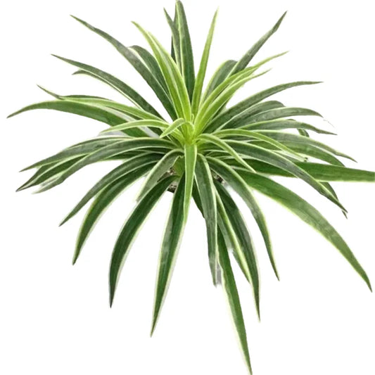 Artificial Silk Chlorophytum Branch Faux Plant for Indoor Desktop Decor, Ideal for Office, Home, and Outdoor Exhibitions - No Pot