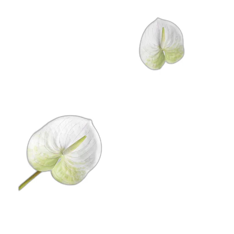 cleaned variant image