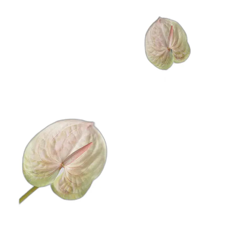 cleaned variant image