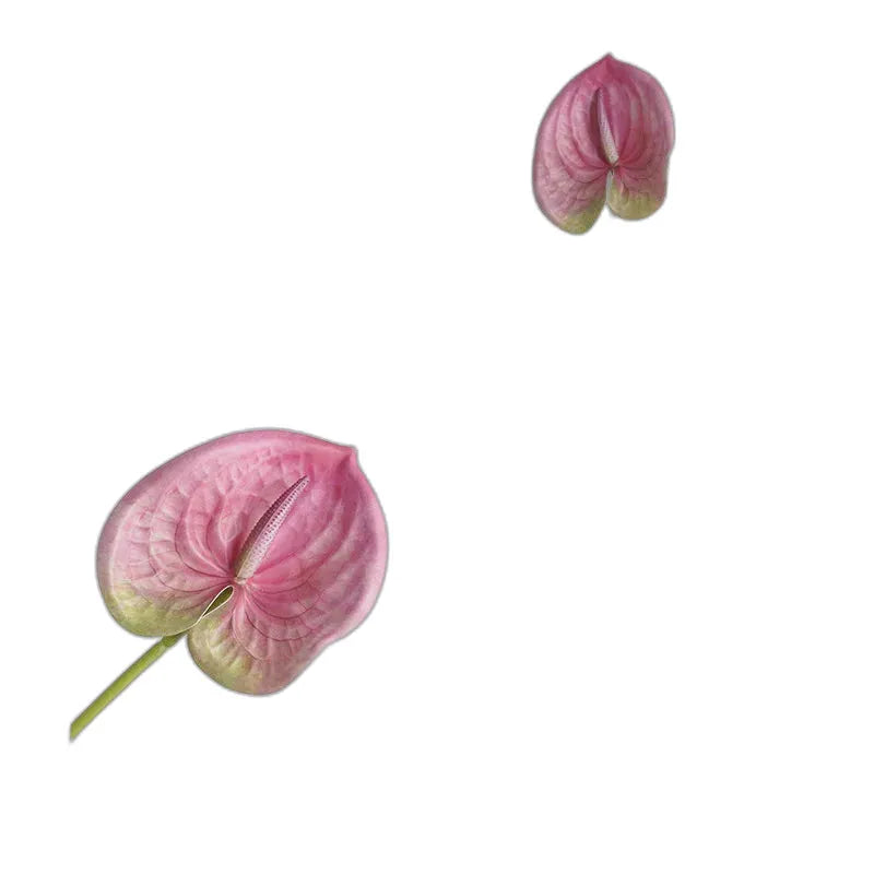 cleaned variant image