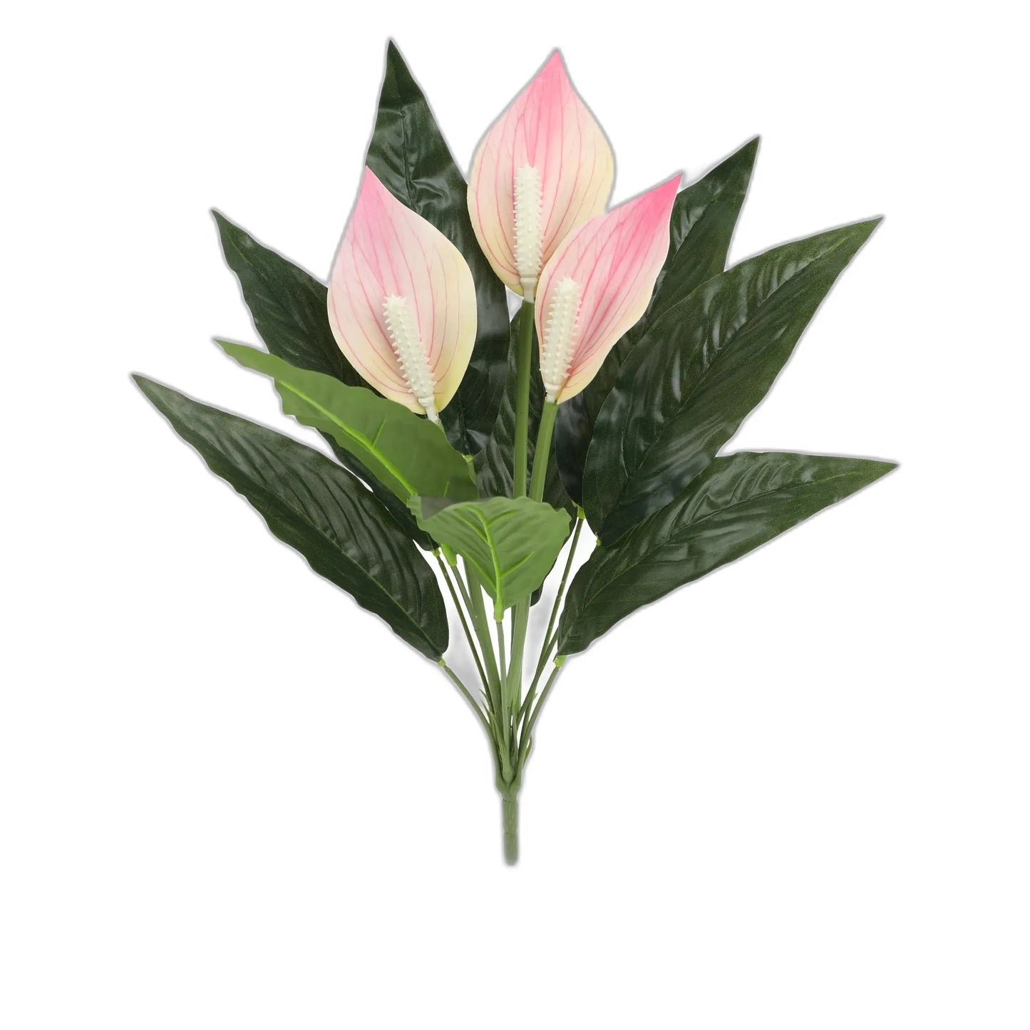 cleaned variant image