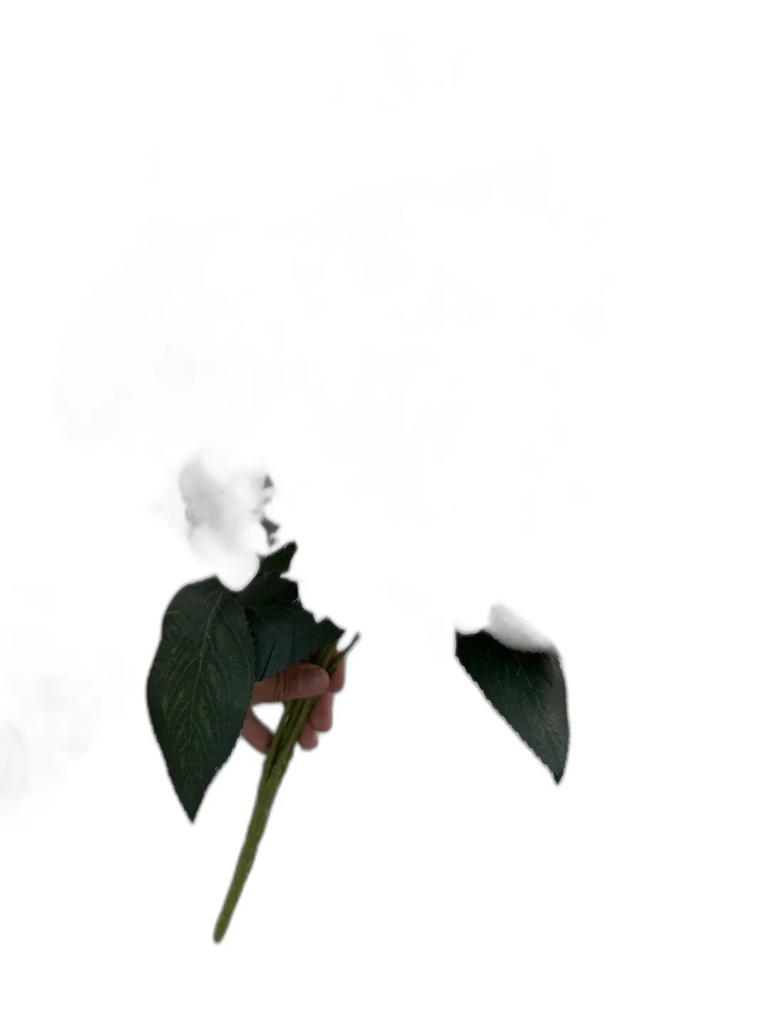cleaned variant image