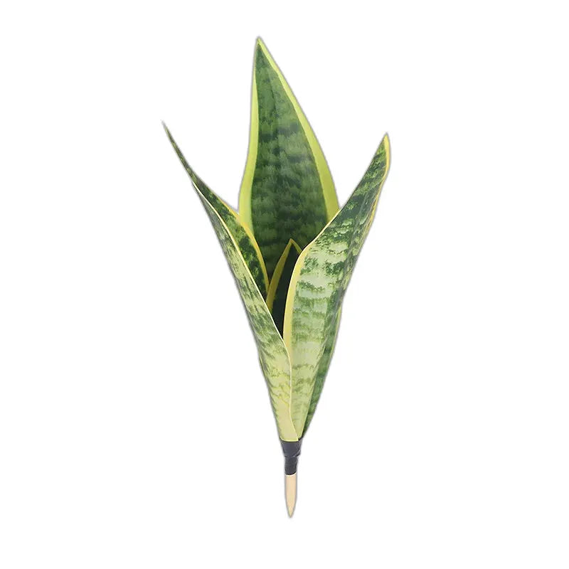 cleaned variant image