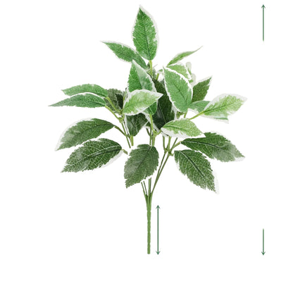 Cleaned variant image