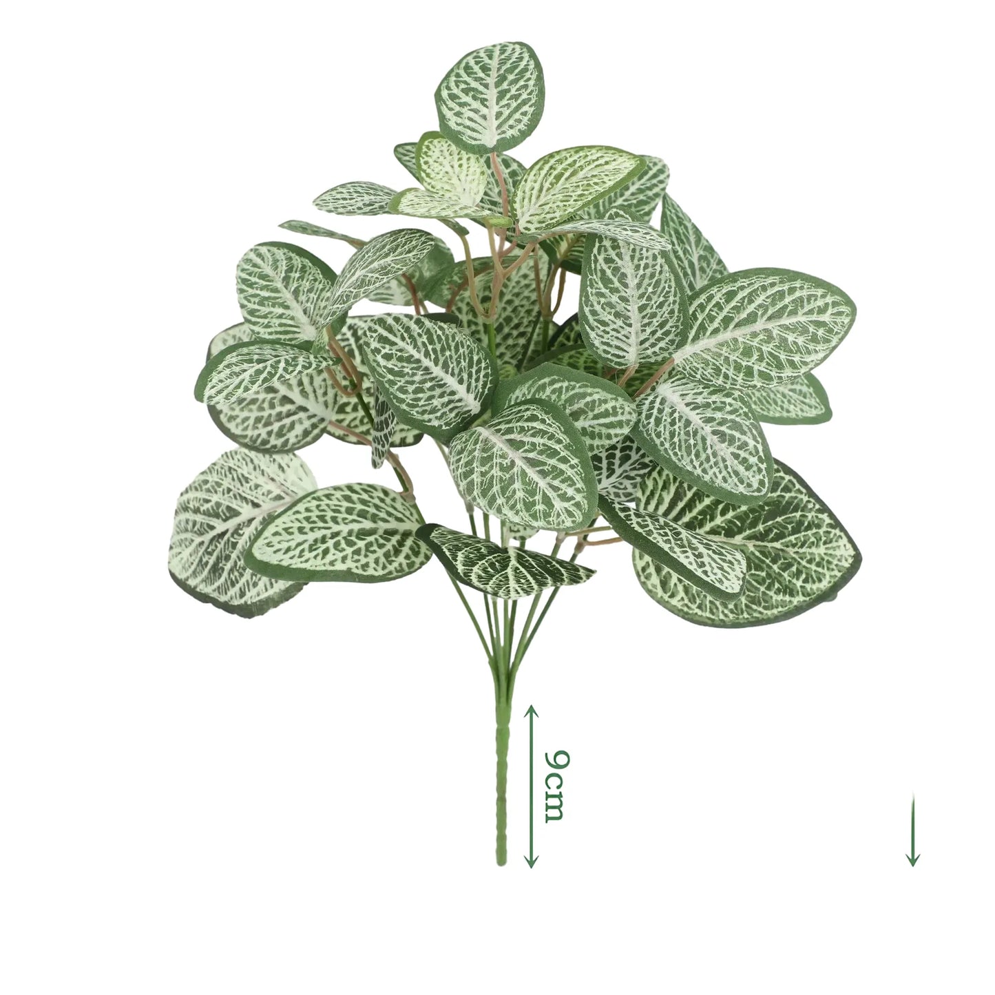 cleaned variant image