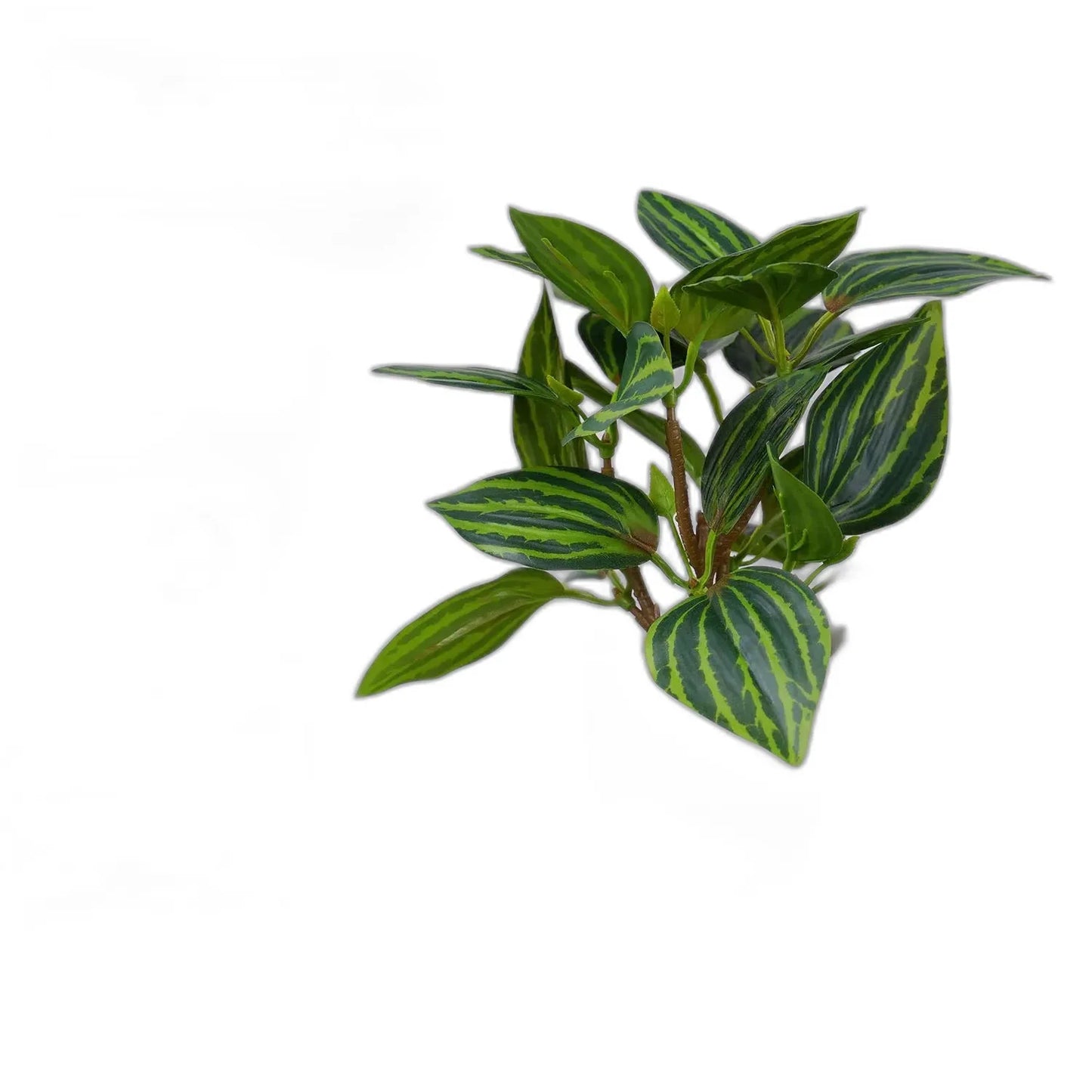 cleaned variant image